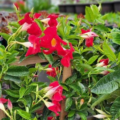 Assortiment de Mandevilla spp. – Dipladénia et Mandevilla