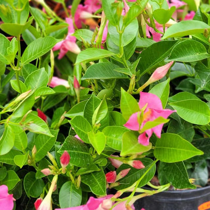 Assortiment de Mandevilla spp. – Dipladénia et Mandevilla
