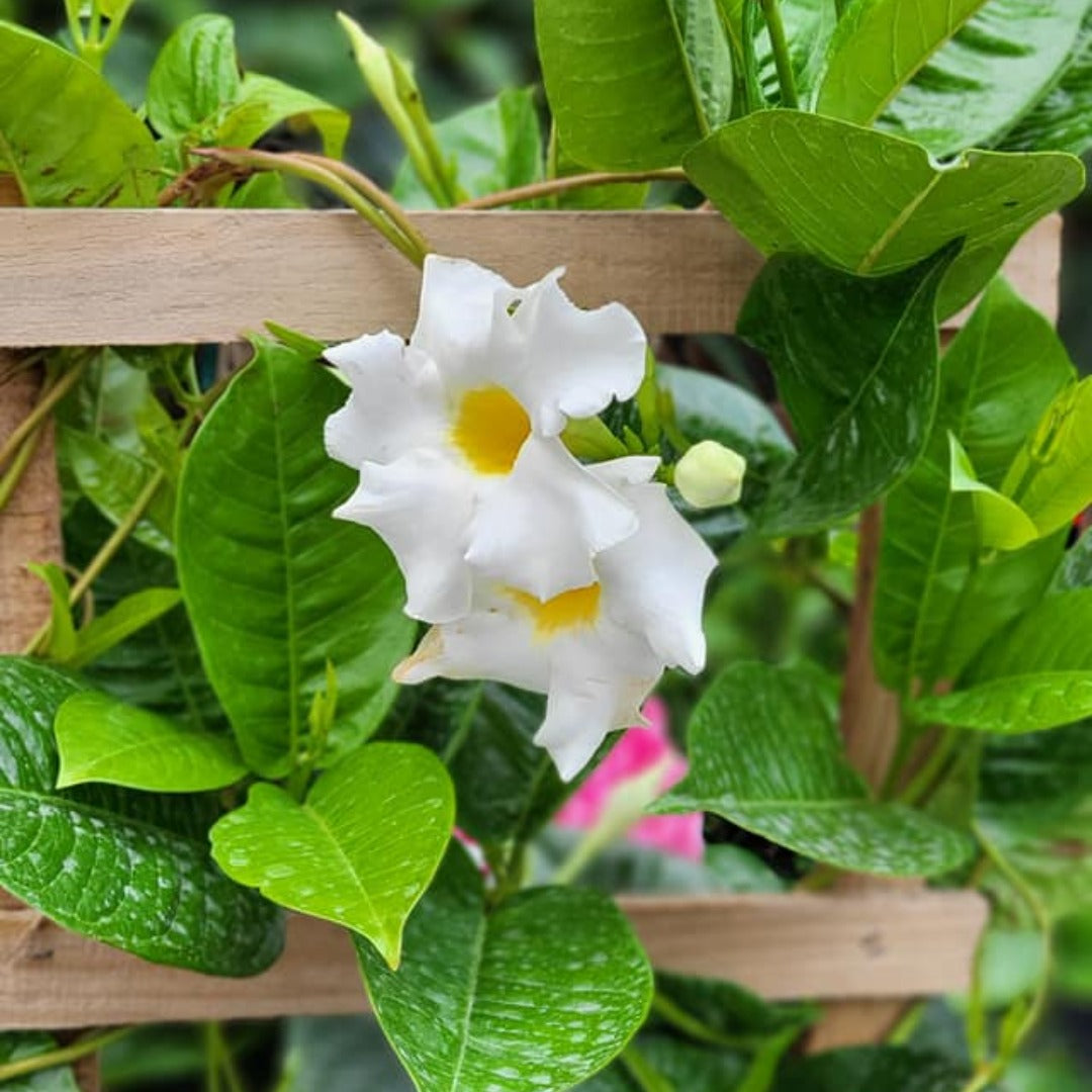 Assortiment de Mandevilla spp. – Dipladénia et Mandevilla
