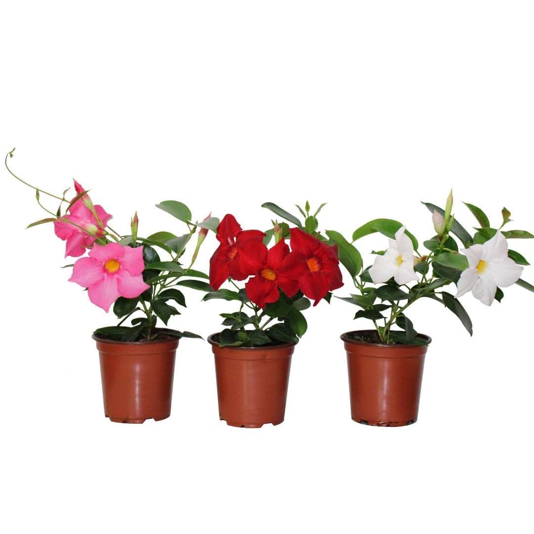Assortiment de Mandevilla spp. – Dipladénia et Mandevilla