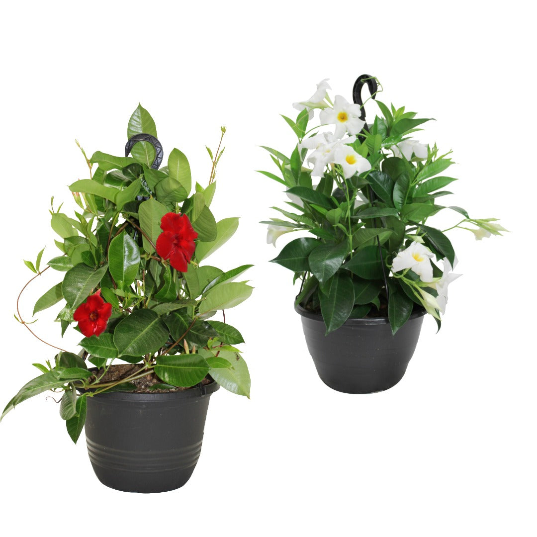 Assortiment de Mandevilla spp. – Dipladénia et Mandevilla