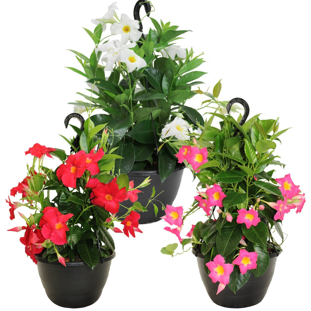 Assortiment de Mandevilla spp. – Dipladénia et Mandevilla