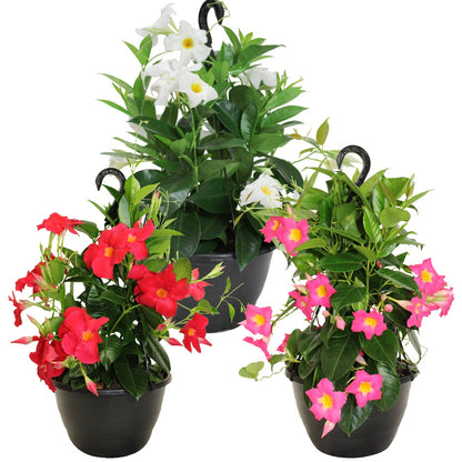 Assortiment de Mandevilla spp. – Dipladénia et Mandevilla