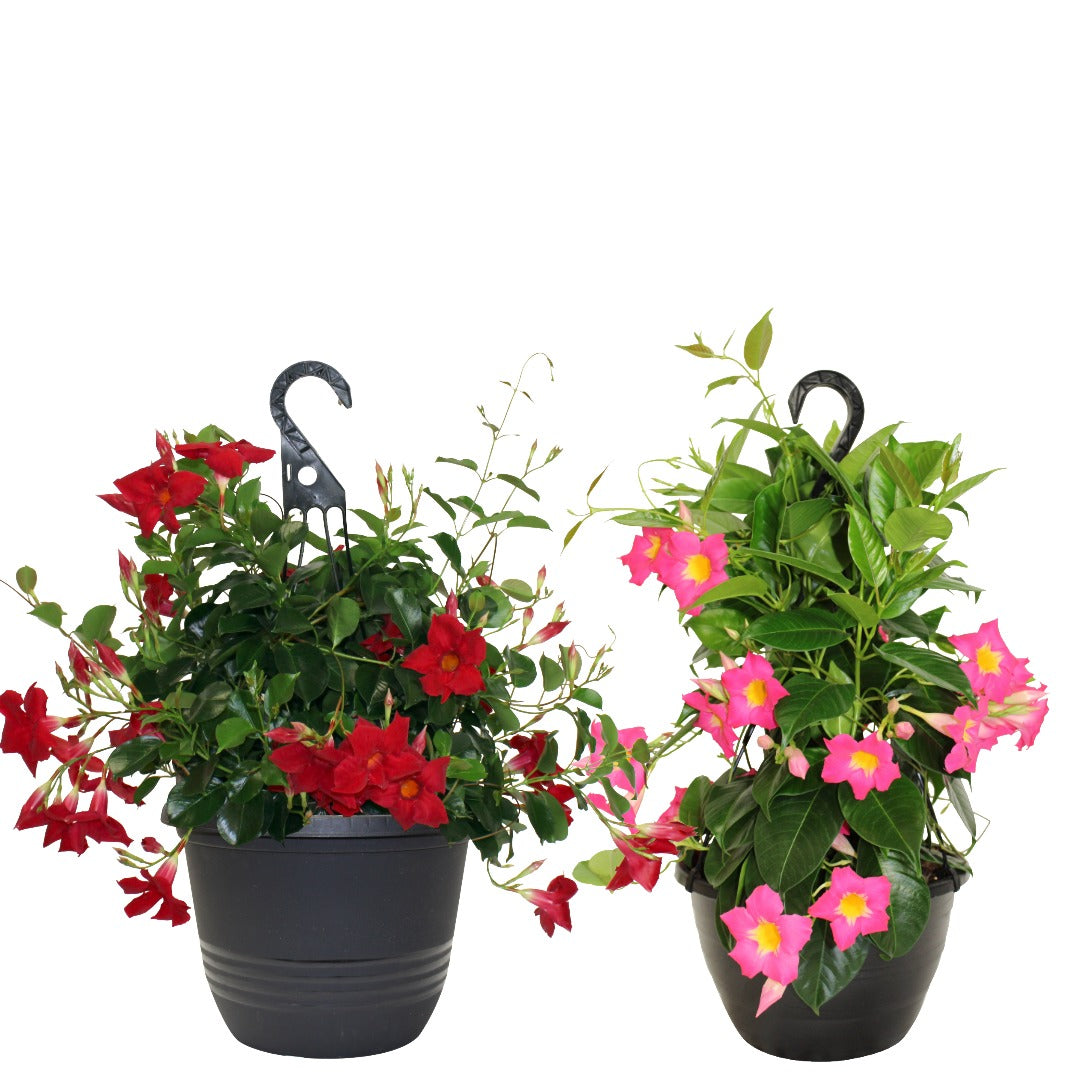 Assortiment de Mandevilla spp. – Dipladénia et Mandevilla