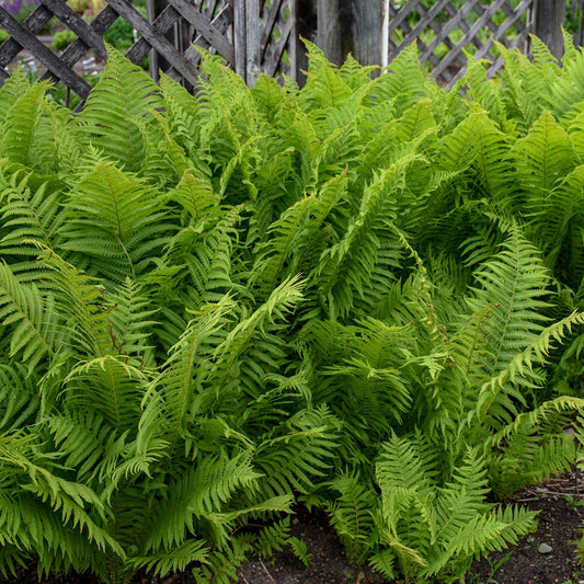 Ostrich Fern