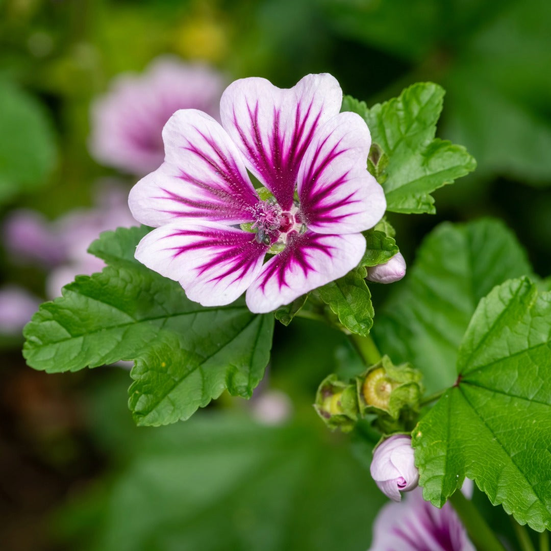 Malva sylvestris 'Zebrina' – Zebrina Mallow