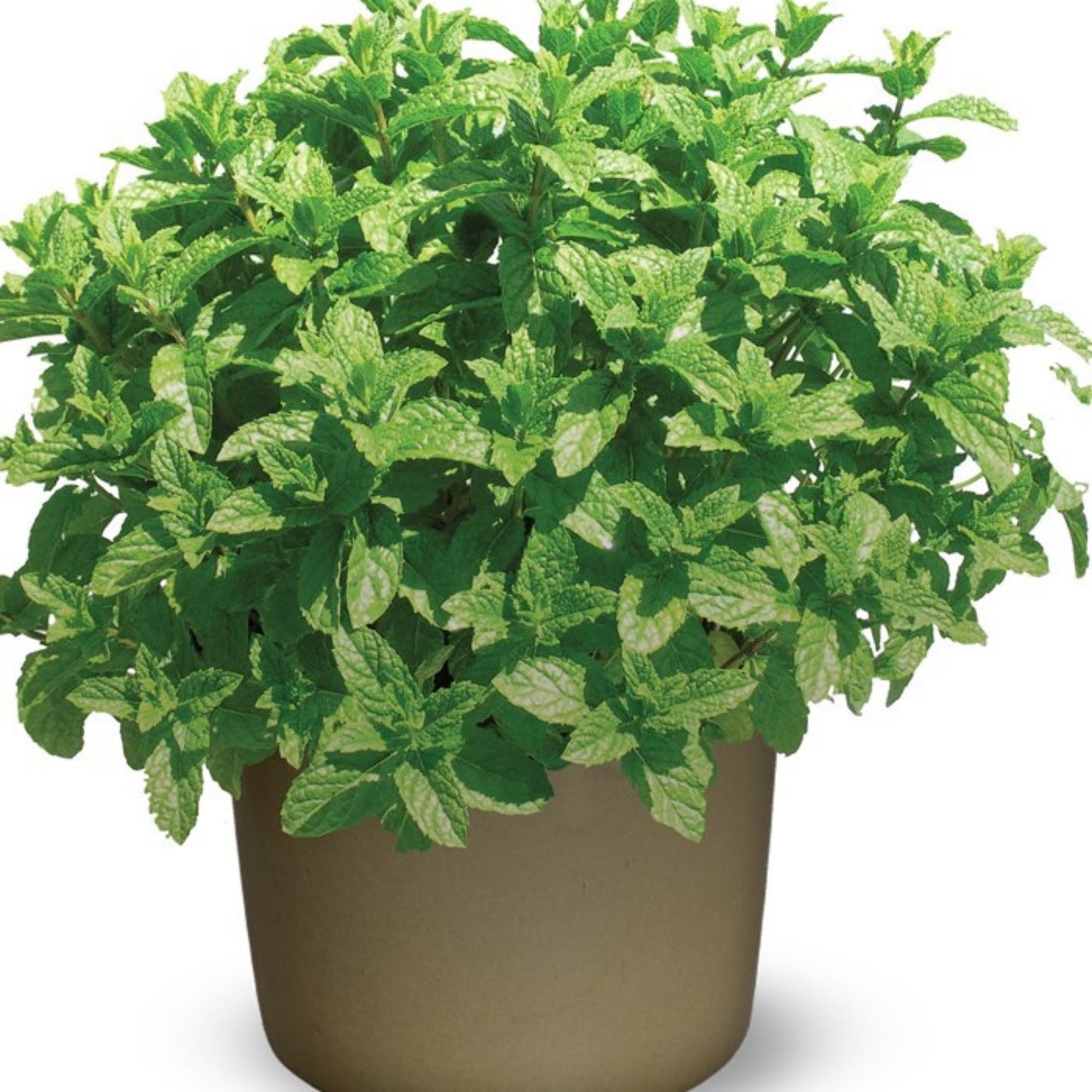 Moroccan Mint