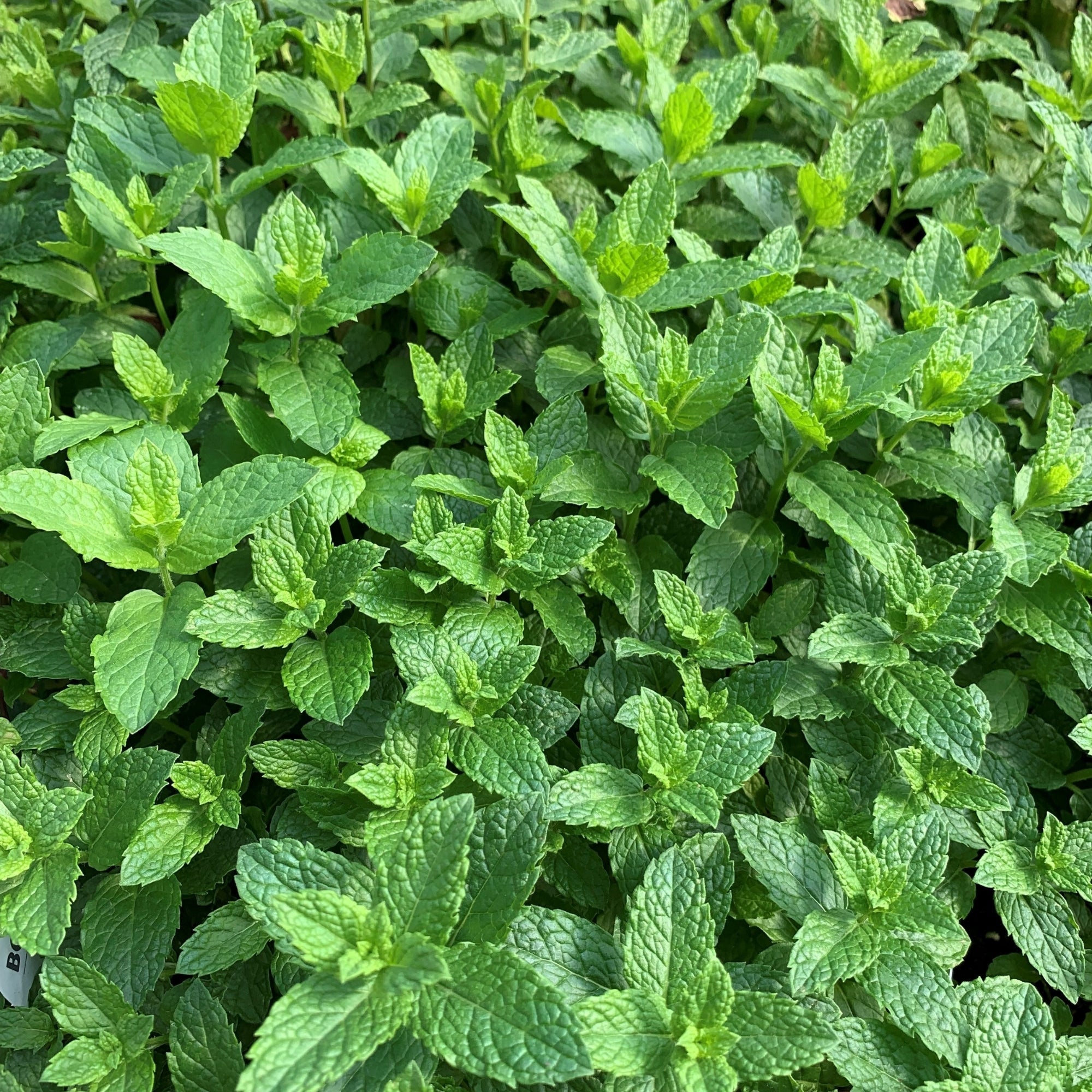 Mojito Mint – Jardineries Botanix