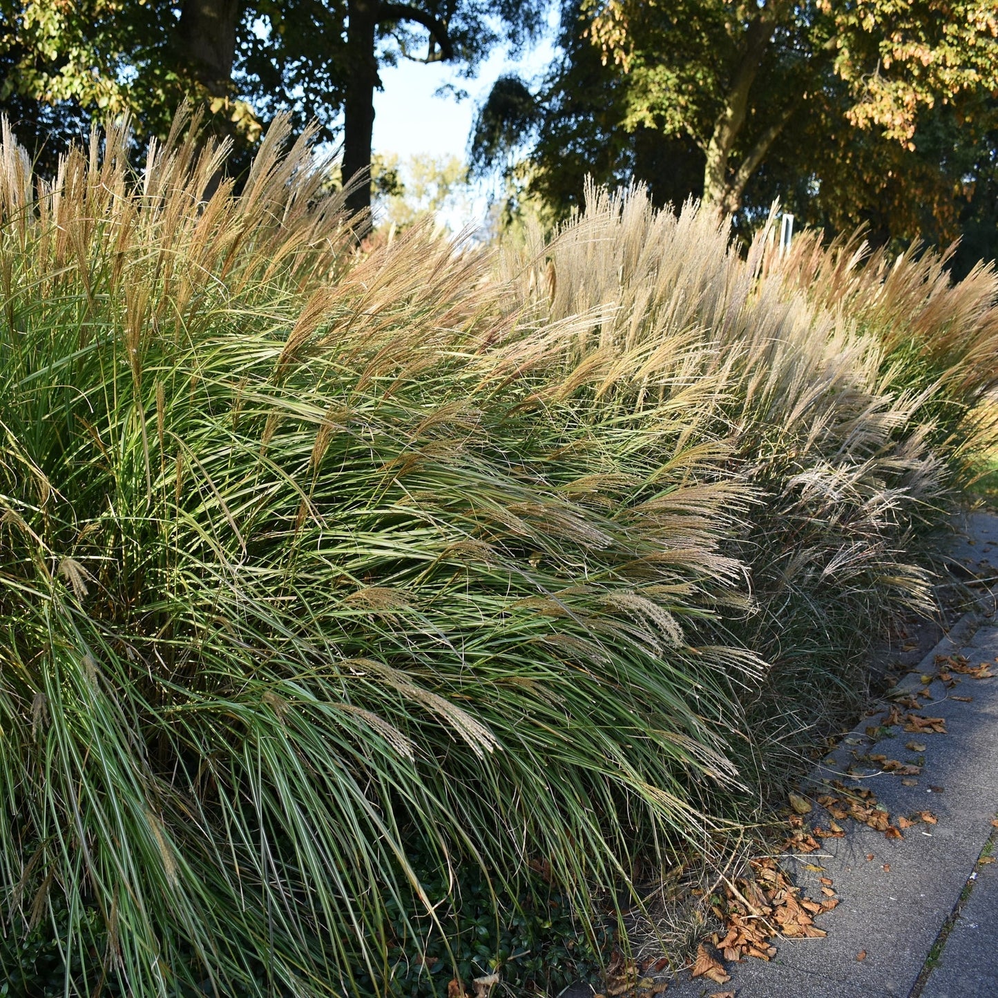 Roseau de Chine 'Malepartus'