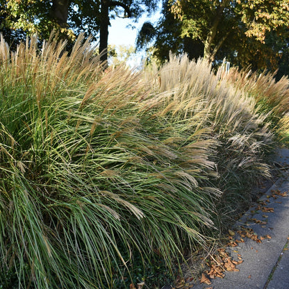 Miscanthus sinensis 'Malepartus' – 'Malepartus' Miscanthus (Chinese Silver Grass)