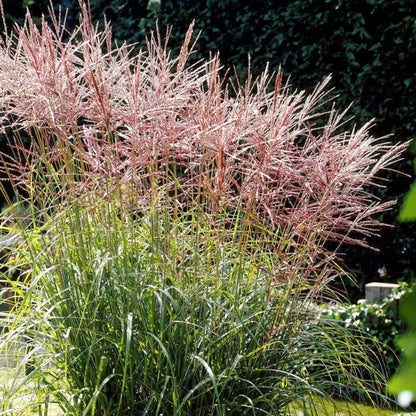 Miscanthus sinensis 'Nippon' – Roseau de Chine 'Nippon'