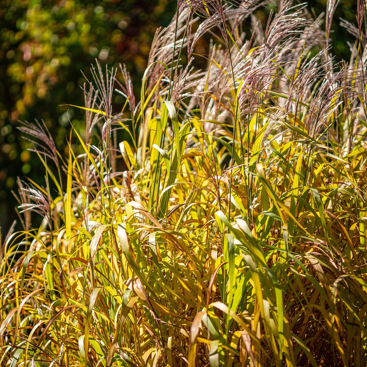 Miscanthus sinensis 'Nippon' – Roseau de Chine 'Nippon'