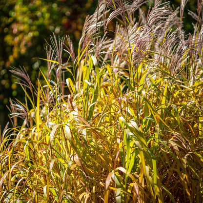 Miscanthus sinensis 'Nippon' – Roseau de Chine 'Nippon'