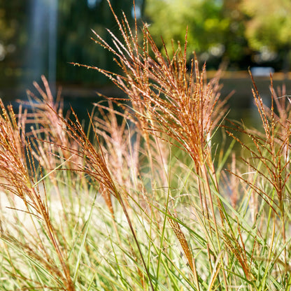 Miscanthus sinensis 'Nippon' – Roseau de Chine 'Nippon'