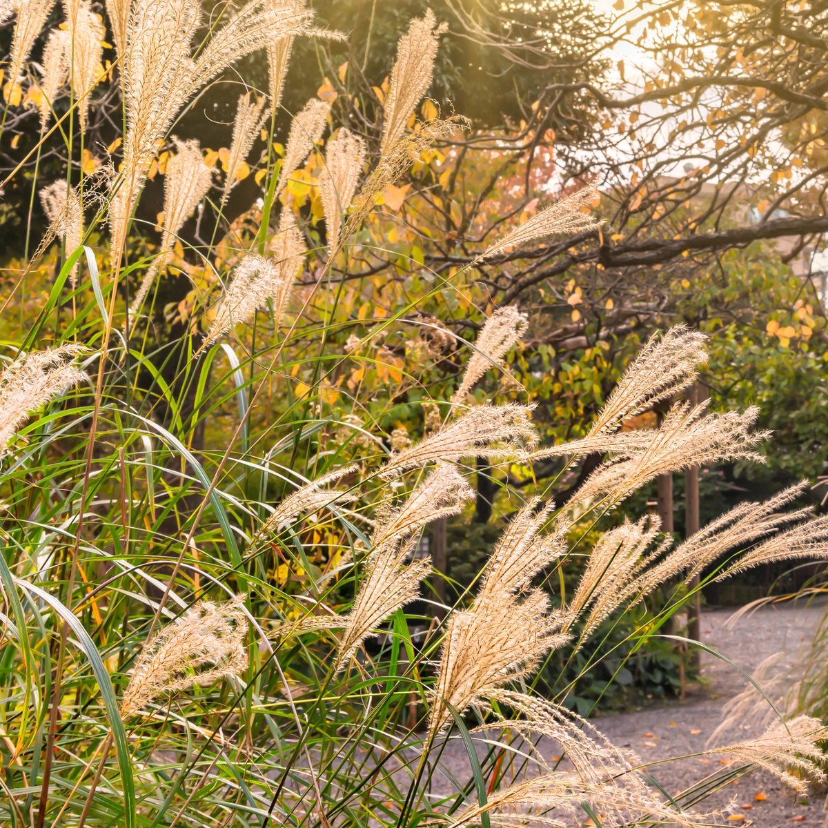 Miscanthus sinensis 'Nippon' – Roseau de Chine 'Nippon'
