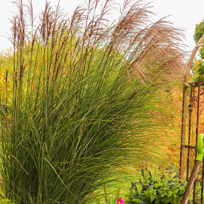 Miscanthus sinensis 'Nippon' – Roseau de Chine 'Nippon'