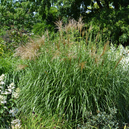 Miscanthus sinensis 'Nippon' – Roseau de Chine 'Nippon'