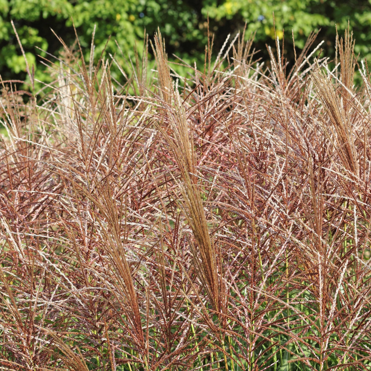 Miscanthus sinensis 'Nippon' – Roseau de Chine 'Nippon'