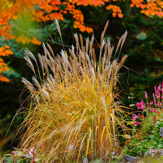 Miscanthus sinensis 'Purpurascens' - 'Purpurascens' Chinese Silver Grass (Flame Grass)