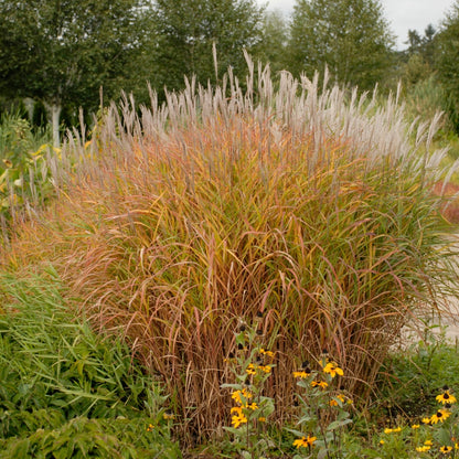 Miscanthus sinensis 'Purpurascens' - 'Purpurascens' Chinese Silver Grass (Flame Grass)