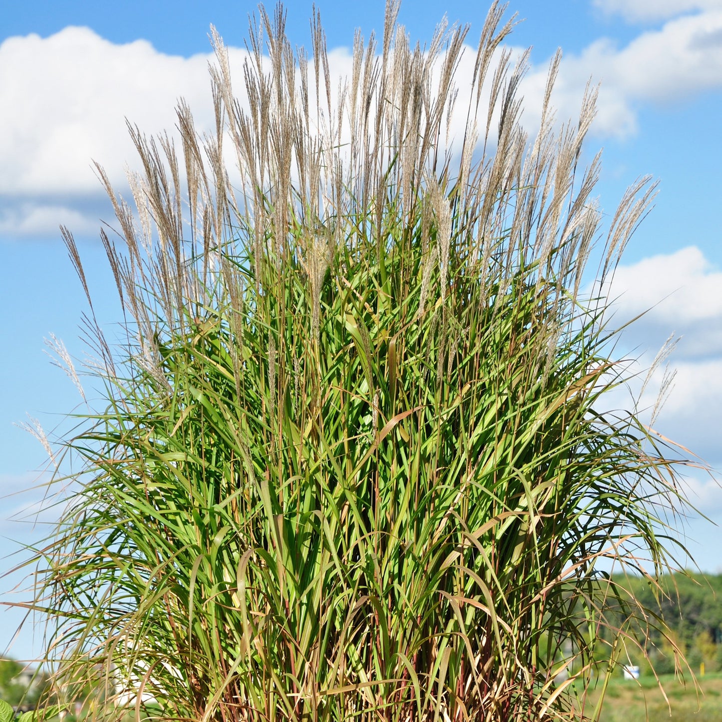 Miscanthus sinensis 'Purpurascens' - 'Purpurascens' Chinese Silver Grass (Flame Grass)