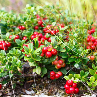 Native Collection: The Essence of Quebec in Your Garden
