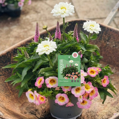 Mixmi Botanix Exclusive – Flamingo Pink