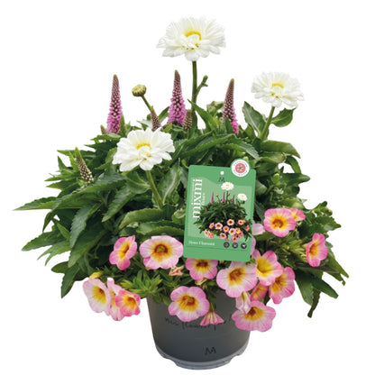 Mixmi Botanix Exclusive – Flamingo Pink