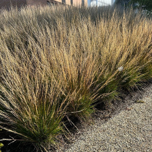 'Moorflame' Moor Grass