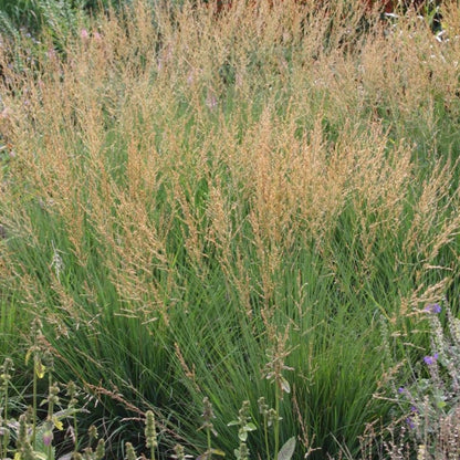 'Moorflame' Moor Grass