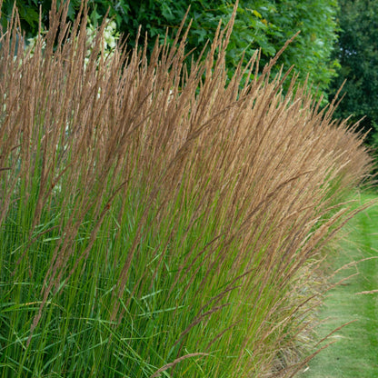 Purple Moor-grass 'Moorhexe'