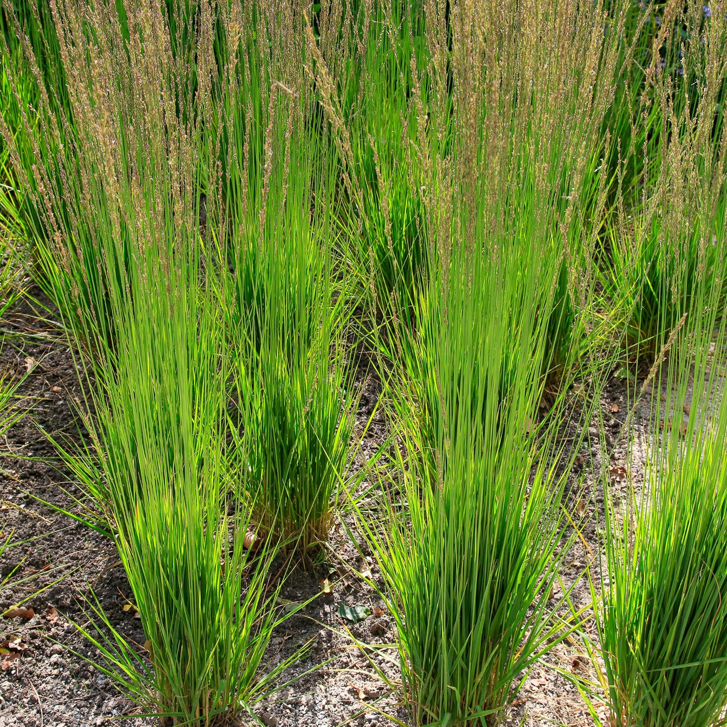 Purple Moor-grass 'Moorhexe'