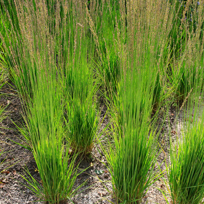 Purple Moor-grass 'Moorhexe'