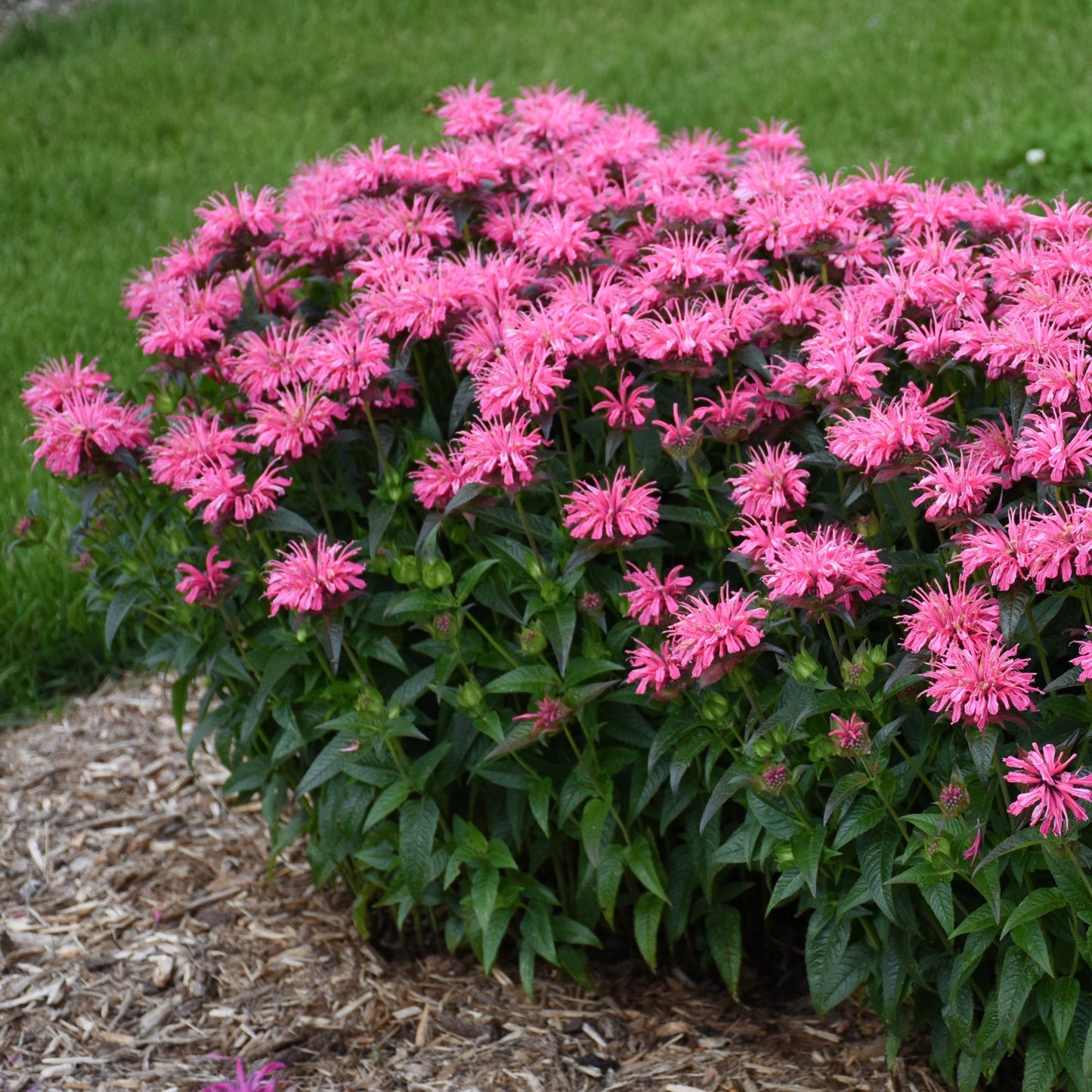UPSCALE® Pink Chenille Bee Balm