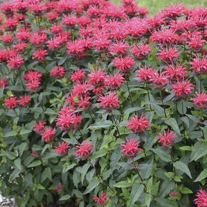 UPSCALE® Red Velvet Bee Balm