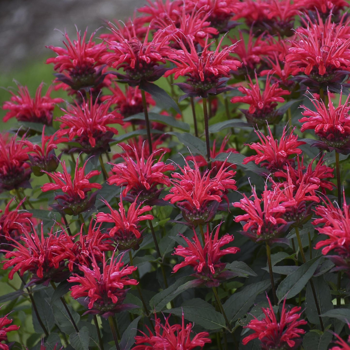 UPSCALE® Red Velvet Bee Balm