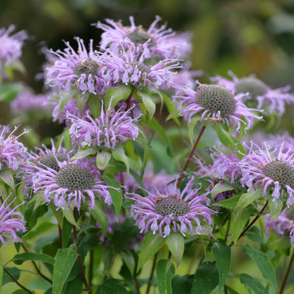 Monarda fistulosa – Wild Bergamot
