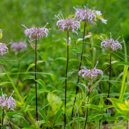 Monarda fistulosa – Wild Bergamot