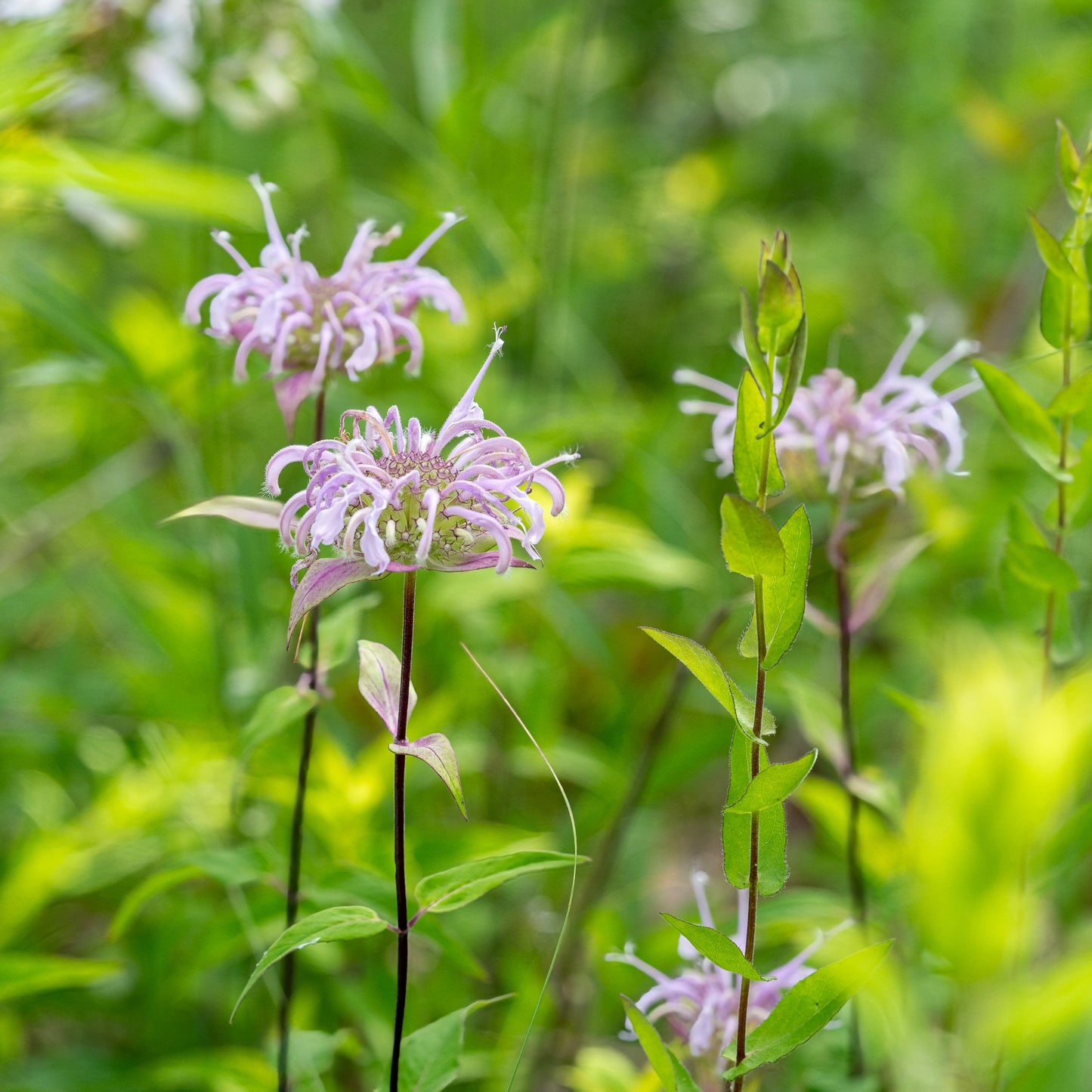 Monarda fistulosa – Wild Bergamot