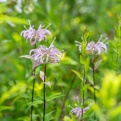 Monarda fistulosa – Wild Bergamot