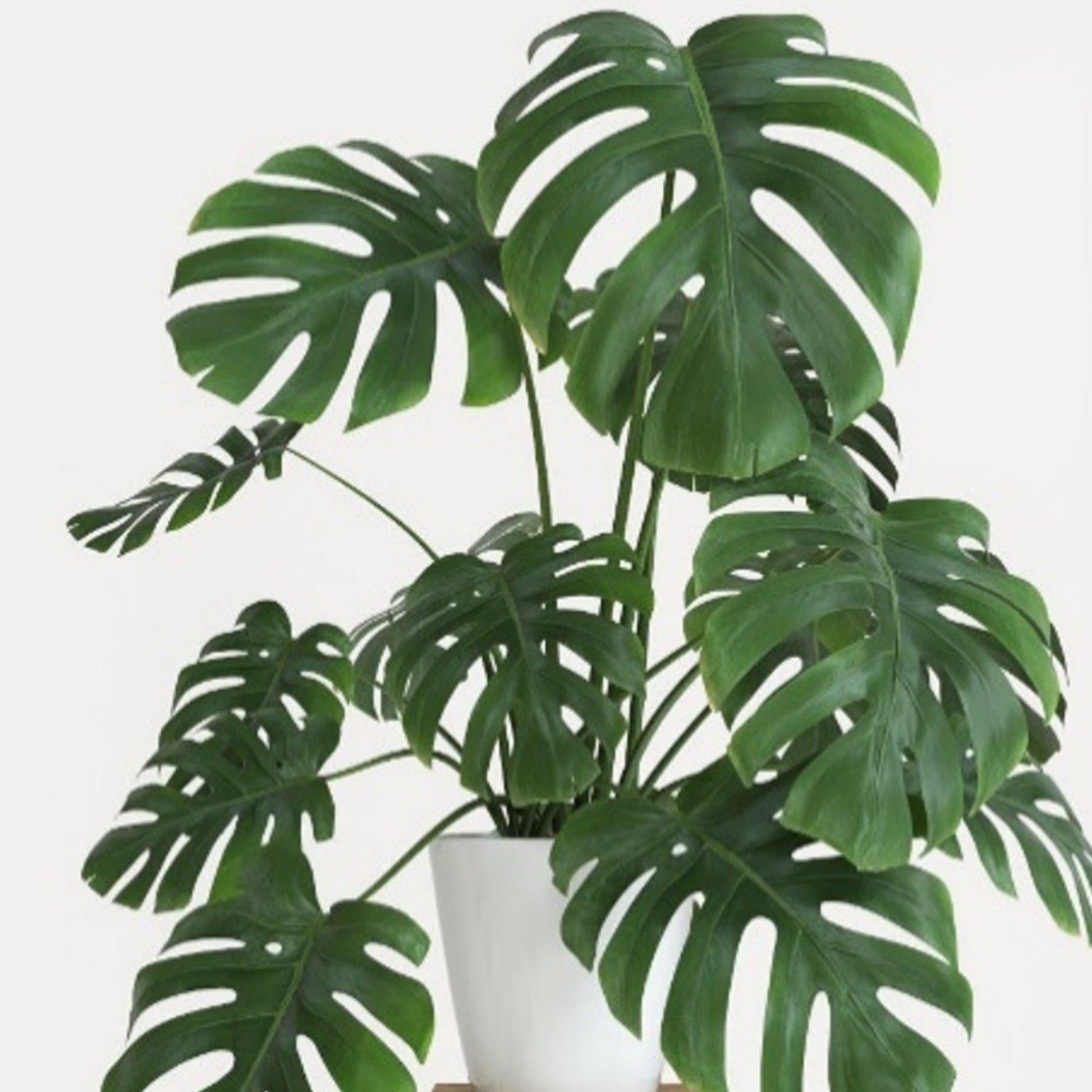 plantes monstera Monstera deliciosa | Iconic Swiss Cheese Plant
