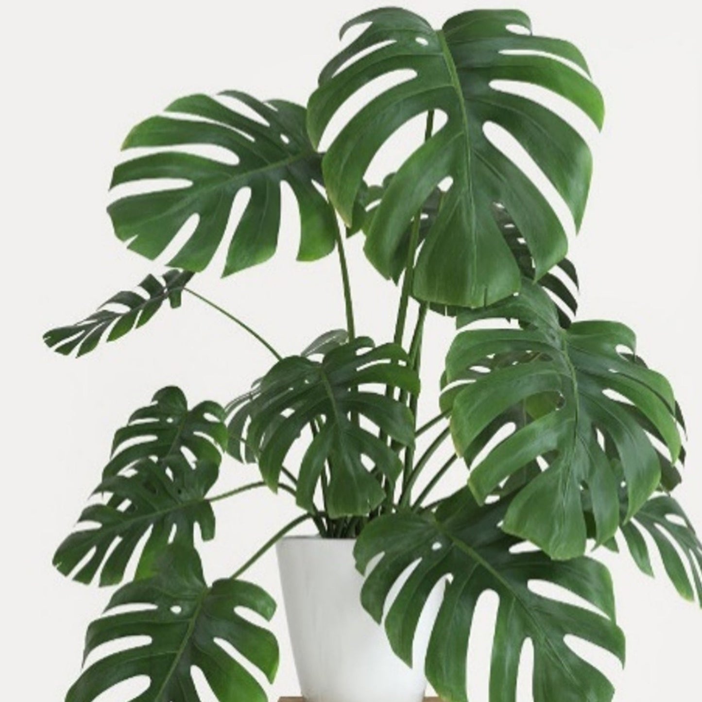 Monstera deliciosa