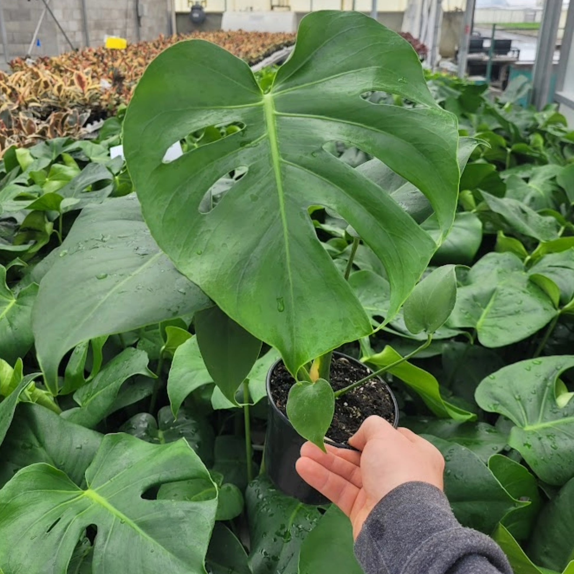 le monstera deliciosa Monstera deliciosa | Plante Trouée Tendance