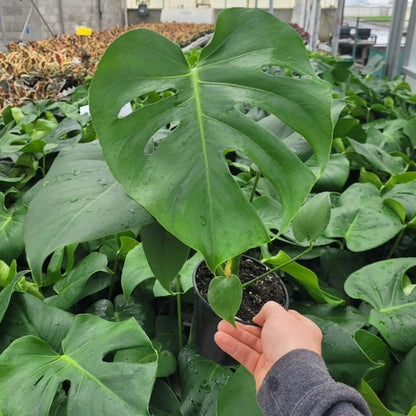 Monstera deliciosa