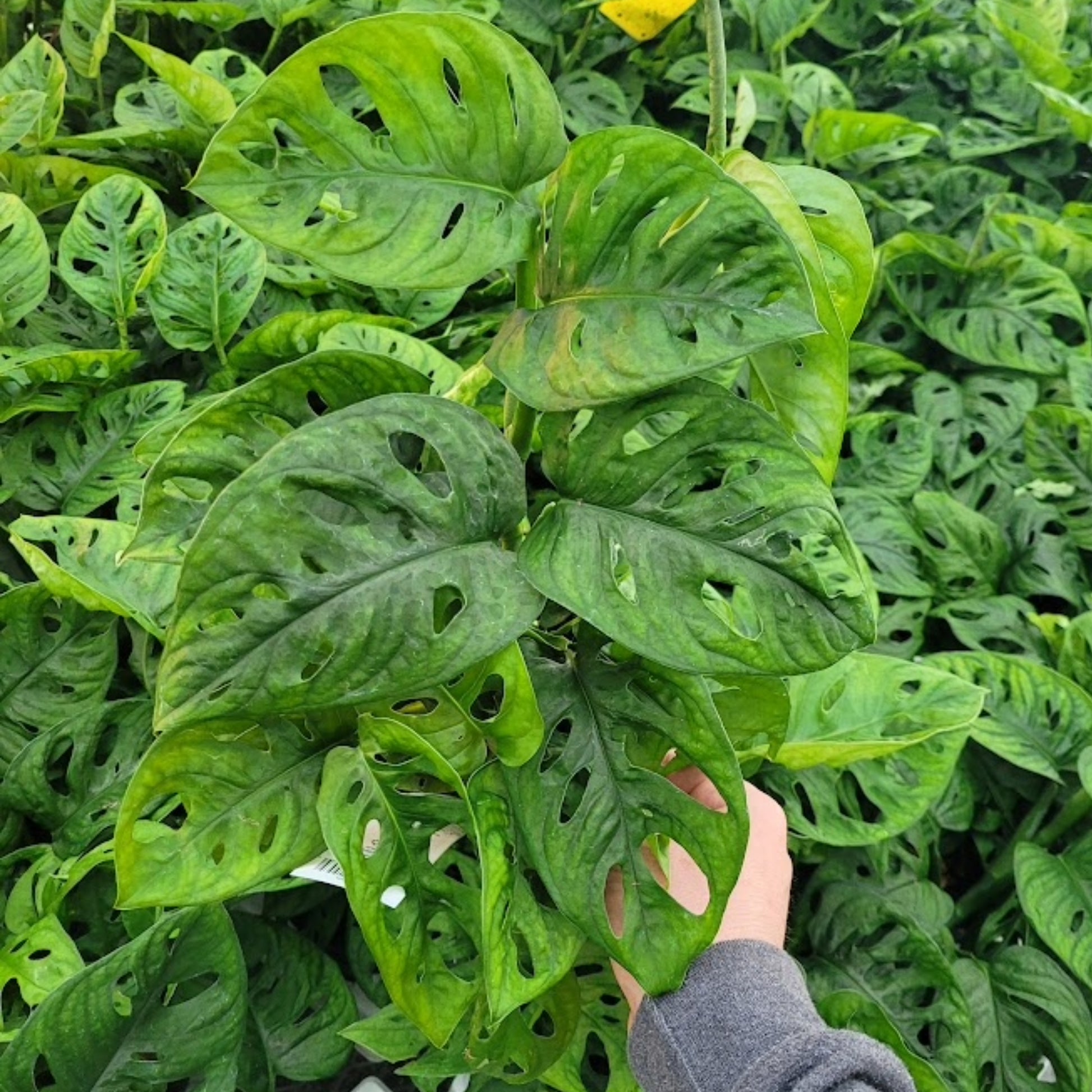 monstera adansonii friedrichsthalii Monstera adansonii 'Friedrichsthalii' – Jardineries Botanix