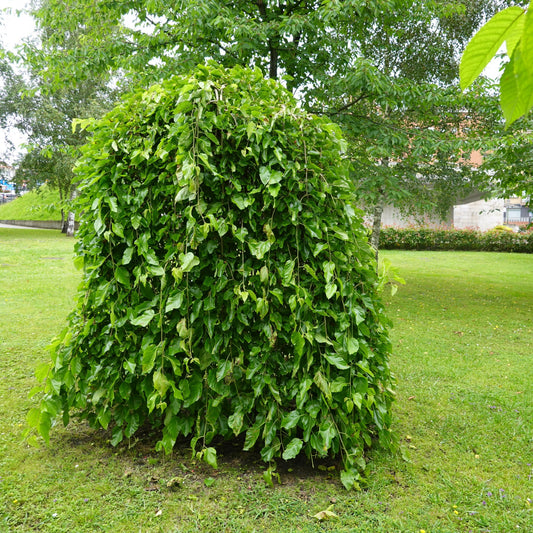 Morus alba 'Chaparral' – Weeping White Mulberry