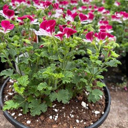 Pelargonium 'Mosquitaway Senna' – Géranium odorant Mosquitaway® Senna