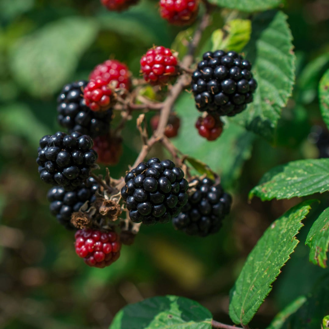  Hardy Black Blackberry - Rubus fruticosus 'Hardy Black'