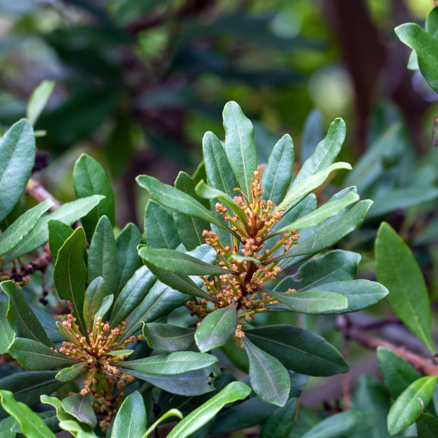 Native Collection: The Essence of Quebec in Your Garden