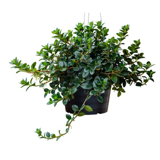 Plante Poisson Rouge – Jardineries Botanix